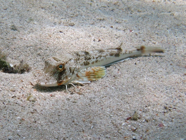 juvenile Chelidonichthys lucerna